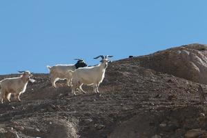 Chèvres sur le rocher à Moon Land Lamayuru Ladakh, Inde photo