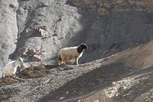 Chèvres sur le rocher à Moon Land Lamayuru Ladakh, Inde photo