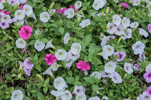 parterre de fleurs multicolores photo