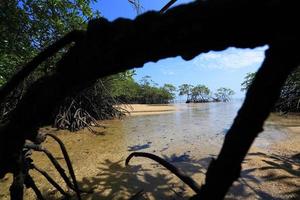 forêt de mangrove dans le lieu tropical photo