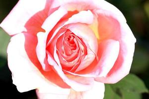 roses dans le jardin photo