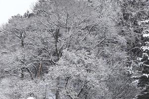 chutes de neige dans le parc d'hiver photo