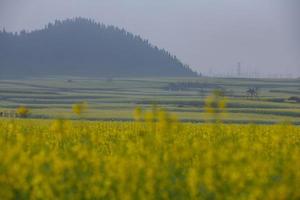 champ de fleurs de colza jaune avec la brume à luoping, chine photo