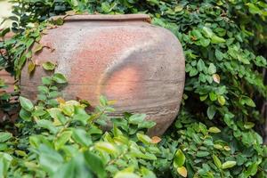 pot ou jardinière avec plantes photo