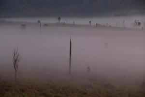 montagne de brouillard au lever du soleil tôt le matin photo