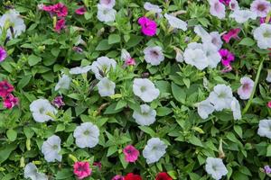 parterre de fleurs multicolores photo