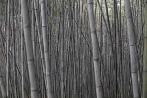 fond de jungle de bambou vert luxuriant, exotique et frais photo