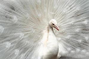 plume d'ouverture de paon blanc photo