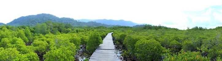 koh chang en thaïlande - panorama du paysage de mangrove. photo