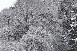 chutes de neige dans le parc d'hiver photo
