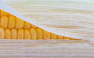 Grains de maïs mûr macro image photo