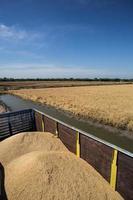 agriculteur récoltant du riz dans une rizière photo