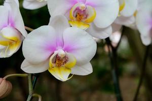 photo en gros plan, belle fleur d'orchidée dans un jardin naturel avec mise au point douce et arrière-plan flou, mise au point sélective