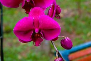 photo en gros plan, belle fleur d'orchidée rose dans un jardin naturel avec mise au point douce et arrière-plan flou, mise au point sélective