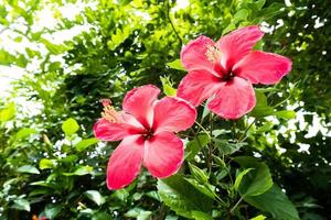 gros plan, fleurs d'hibiscus dans le jardin latéral photo