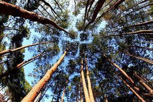 forêt de pins sous la montagne photo