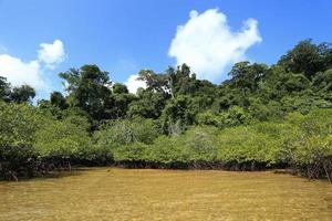 forêt de mangrove dans le lieu tropical photo