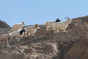 Chèvres sur le rocher à Moon Land Lamayuru Ladakh, Inde