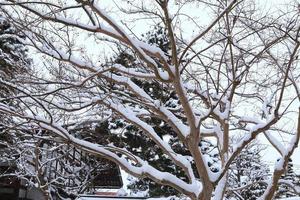 chutes de neige dans le parc d'hiver photo