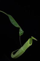 tasses de singe - nepenthes sp. photo