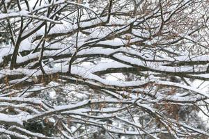 chutes de neige dans le parc d'hiver photo