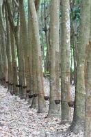 jardin d'arbres à caoutchouc para dans le sud de la thaïlande photo