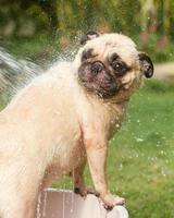 donner une douche au chien