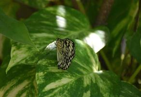 papillon nymphe arbre blanc dans un jardin photo