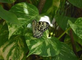 joli papillon en papier de riz dans un jardin photo