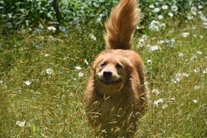 canard péage retriever chien qui court à travers les fleurs sauvages photo