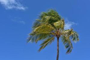 palmier avec des noix de coco sous les palmiers photo