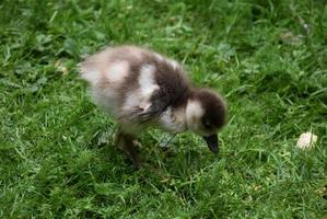 bébé caneton mignon et moelleux à la recherche de nourriture photo