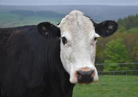 doux visage calme d'une vache noire et blanche photo