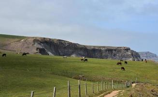 bétail paissant sur les terres agricoles sur les falaises photo