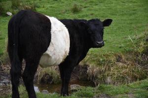 vache galloway ceinturée au bord d'un petit ruisseau photo