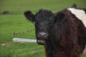 mooing shaggy veau galloway ceinturé avec sa bouche ouverte photo