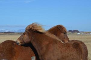 couple de chevaux se toilettant photo