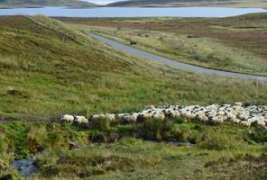 beau paysage en ecosse avec un troupeau de moutons photo