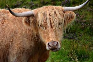 photo en gros plan d'une vache highland