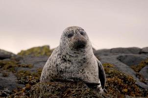 mignon phoque écossais posant pour la photo