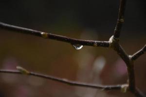 de près sur une goutte de pluie sur une branche d'arbre photo