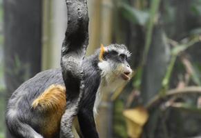 Singe guenon du loup assis sur ses hanches photo