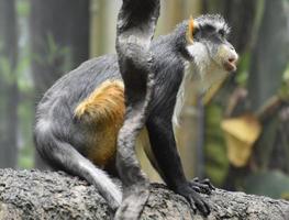 le singe mona du loup se tenant à un tronc d'arbre photo