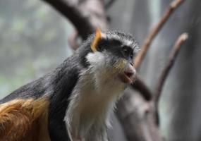 grand profil du singe mona du loup assis photo