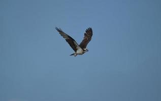 balbuzard pêcheur volant dans un ciel bleu photo