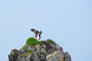 balbuzard pêcheur assis sur un rebord dans la baie de casco photo