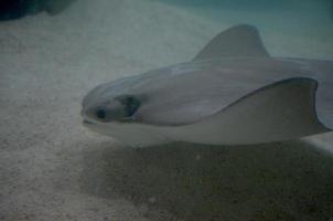 raie grise sur le fond de l'océan avec du sable photo