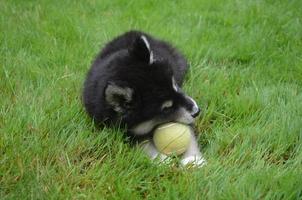 Doux chiot alusky grignotant une balle de tennis photo