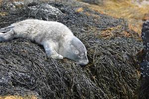 Bébé phoque sur des rochers en couches d'algues dans le Maine photo