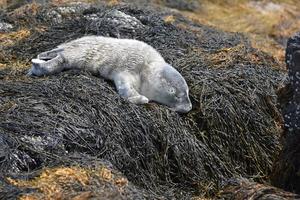 Bébé phoque nouveau-né endormi sur des algues à Casco Bay Maine photo